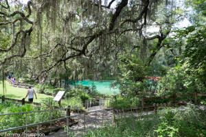 Fanning Springs State Park is located at the confluence of US19/98 and the mighty Suwannee River in Natural North Florida