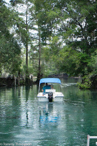 The short spring run leads to the Suwannee River...