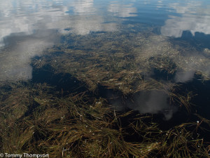 Summertime means floating grass is abundant on Florida's Big Bend!