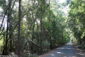 The paved Palatka-Lake Butler Trail runs east from the intersection of SR121 in Lake Butler 