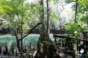 The boardwalk along the spring run at Manatee Springs State Park offers exceptional views.