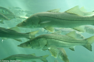 Warmer winters mean the habitat for snook has moved north, into Levy and Dixie counties.