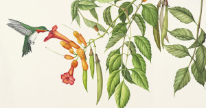 Campsis radicans watercolor