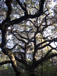 The oaks at near the parking lot may be hundreds of years old!