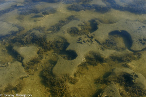 Yankeetown's rocks are not necessarily in deep water.  This outcrop was in about 3-feet---on a rising tide!