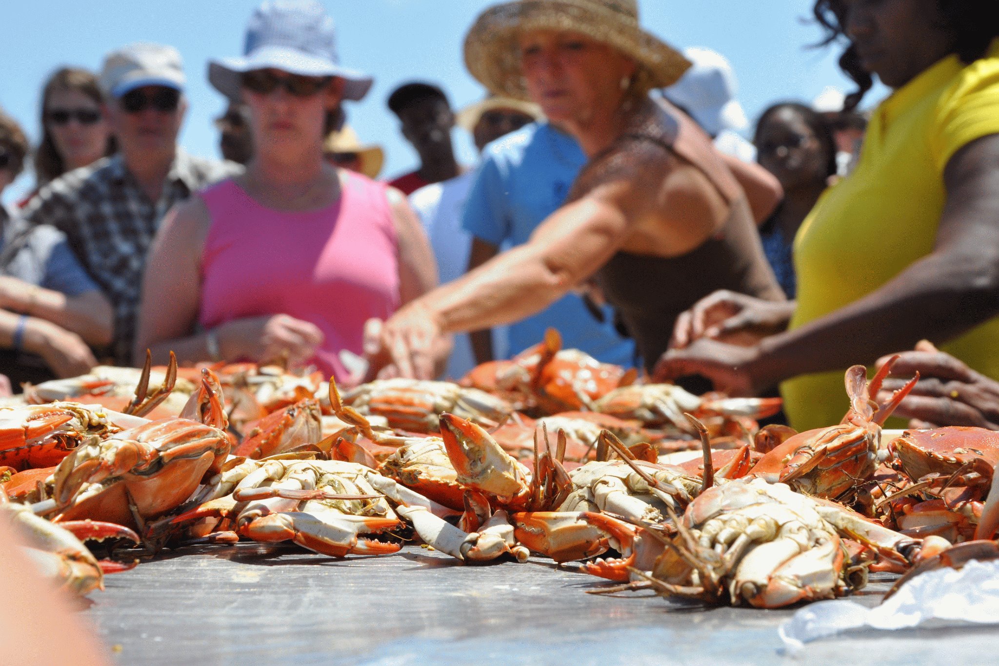 Panacea Blue Crab Festival Visit Natural North Florida