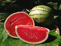 Chiefland Watermelon Festival