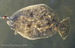 flounder-1