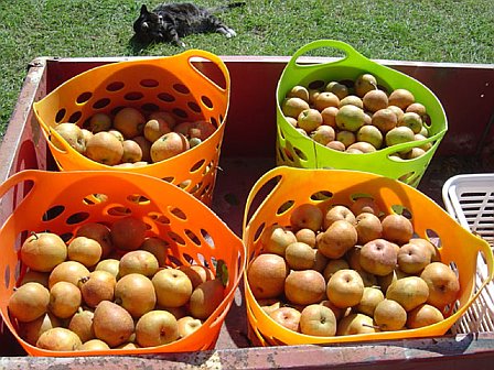High Springs Orchard and Bakery