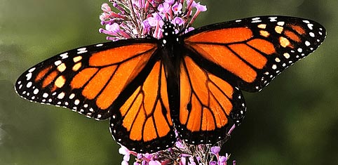 Monarch Butterfly Festival