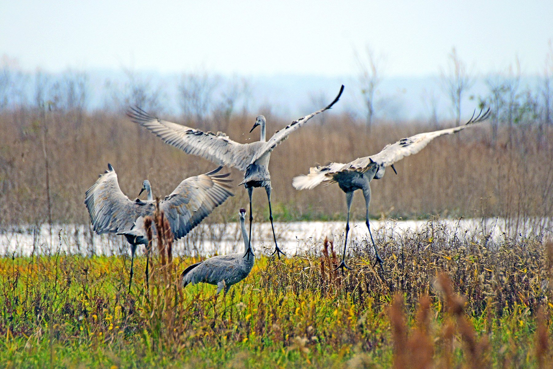 Paynes Prairie Preserve State Park