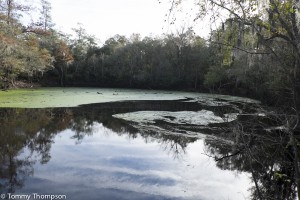 It's just a short hike to see the Santa Fe River disappear, later to appear nearby at RiverRise