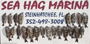 Other Big Bend ports, like Steinhatchee, offer good sheepshead fishing.