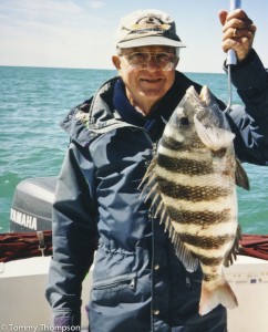 A big Cedar Key sheepshead