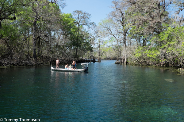 Fish and manatees flock to the "warmish" spring runs at many springs in the Natural North Florida region