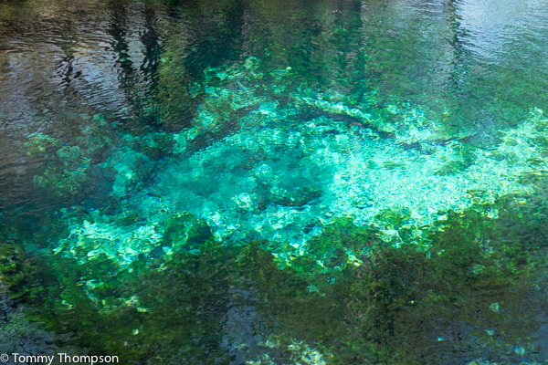 The spring vent from the aquifer at Fanning Springs State Park is typical of many in the area.