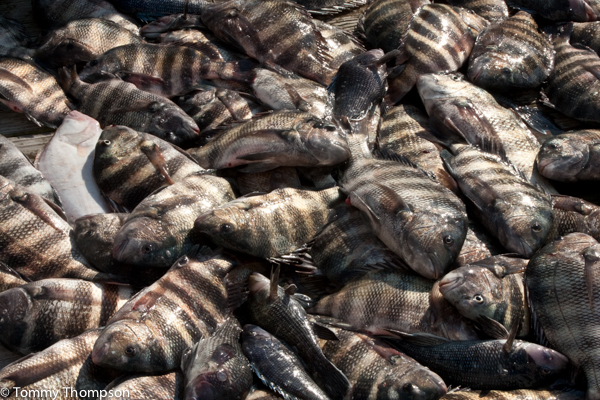 Don't take more sheepshead than you can eat that night---or want to clean!