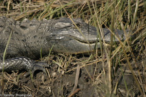 You may not be the only visitor to our coastal creeks!