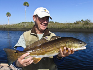 Redfish are common catches in our Big Bend coastal creeks.  Just look for structure like oyster bars.