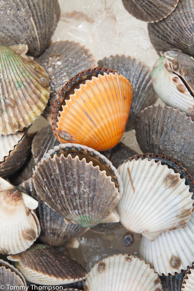 A Guide To Buying Fresh Scallops 3 Fresh scallops shells