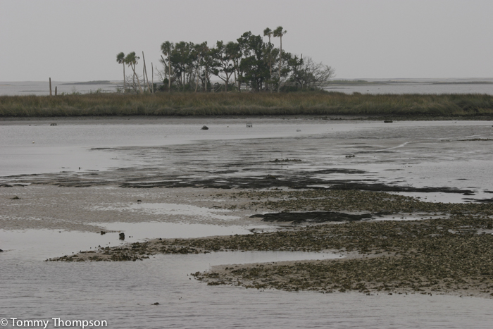 Tide Chart Horseshoe Beach Florida