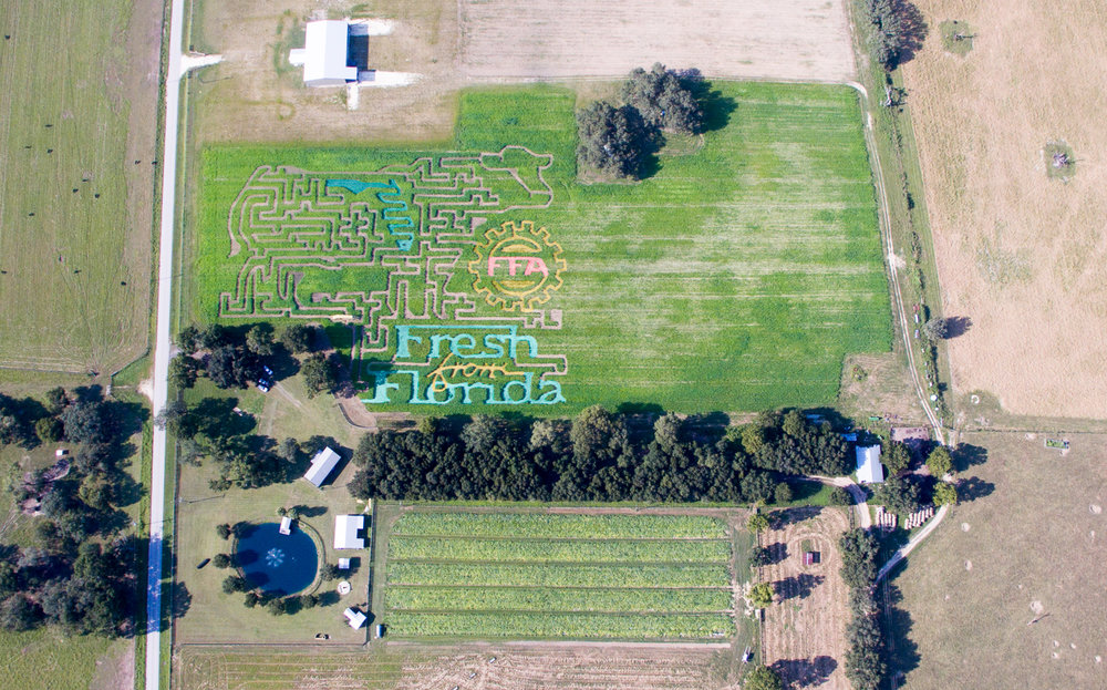 Pumpkin Patch & Corn Maze