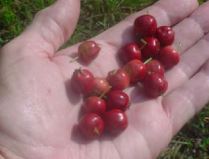 11th Annual Mayhaw Berry Harvest Festival