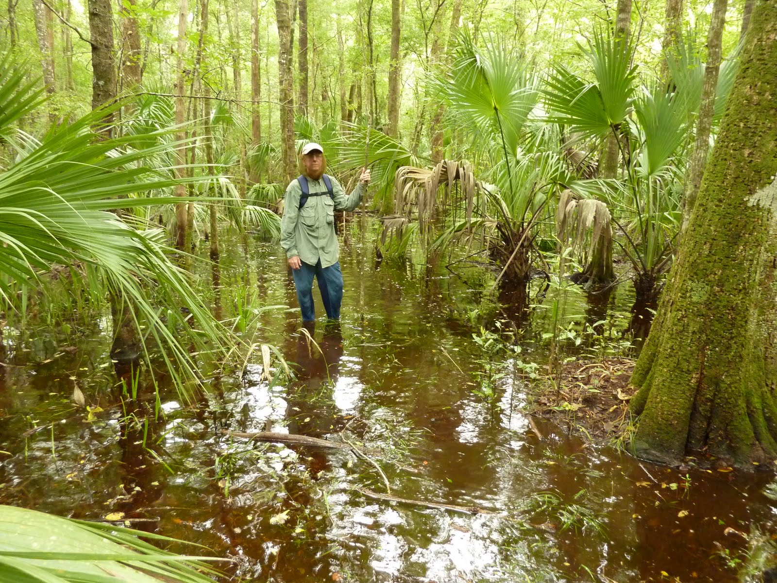 Santa Fe Swamp Wildlife and Environmental Area