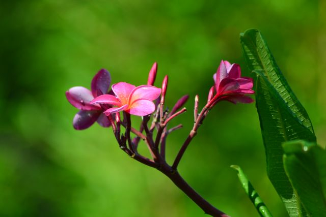 4TH ANNUAL GARDEN SHOW AND SPRING FESTIVAL