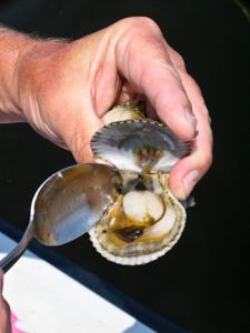 Simple gear works well for cleaning your catch of bay scallops.