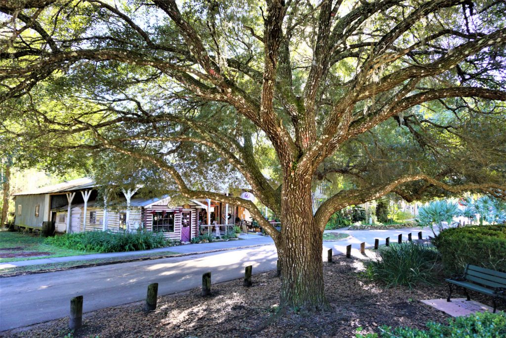 Experience the Magic of Micanopy Minutes off I75 Visit Natural North
