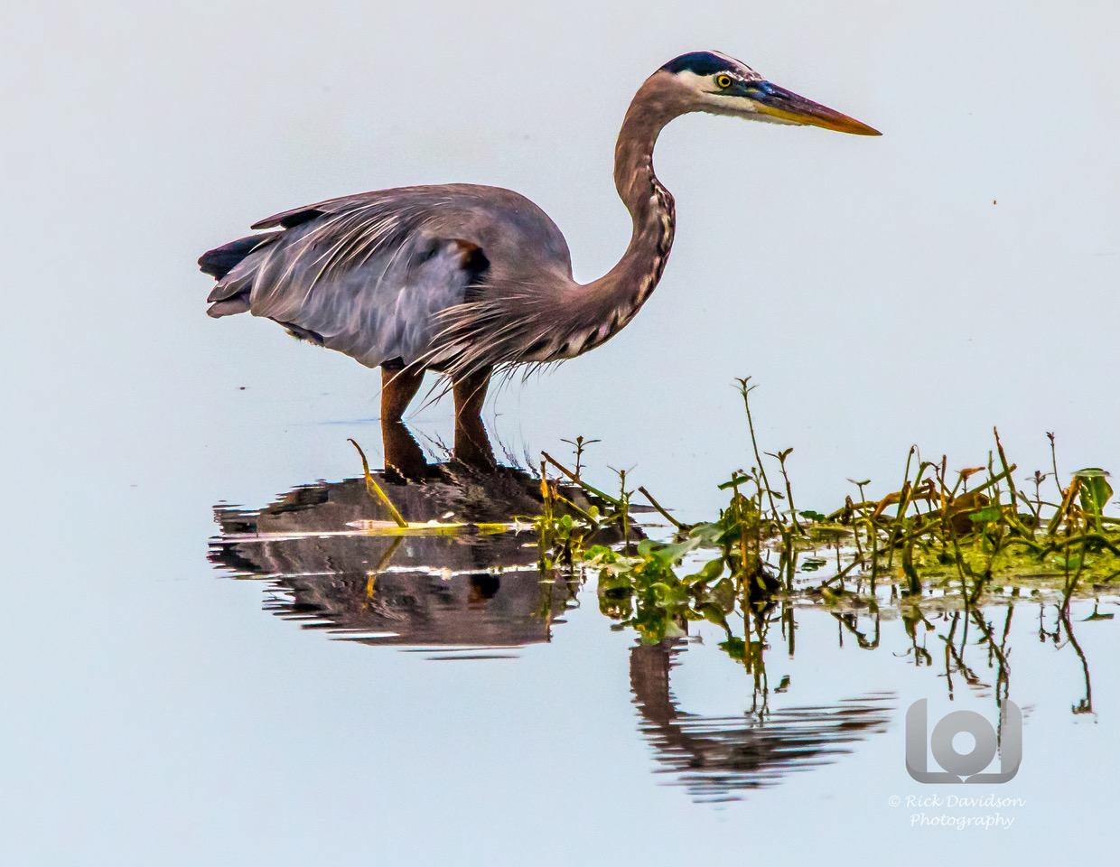 Birding and Bird Photography Opportunities in Natural North Florida