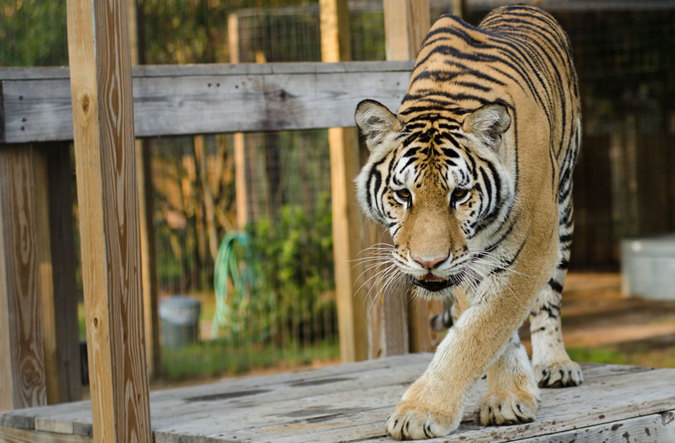 See North Florida's Wilder Side at Carson Springs Wildlife Park