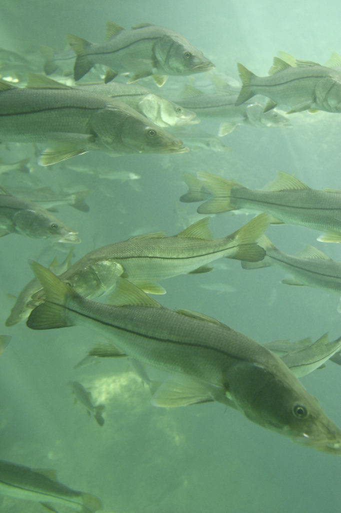 LET'S GO FISHING ON FLORIDA'S BIG BEND! LESSON #2: SNOOK - Visit Natural  North Florida