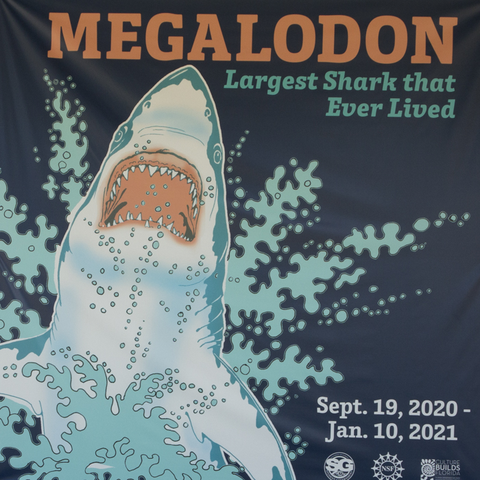 Megalodon--and More--at Florida Museum of Natural History in Gainesville