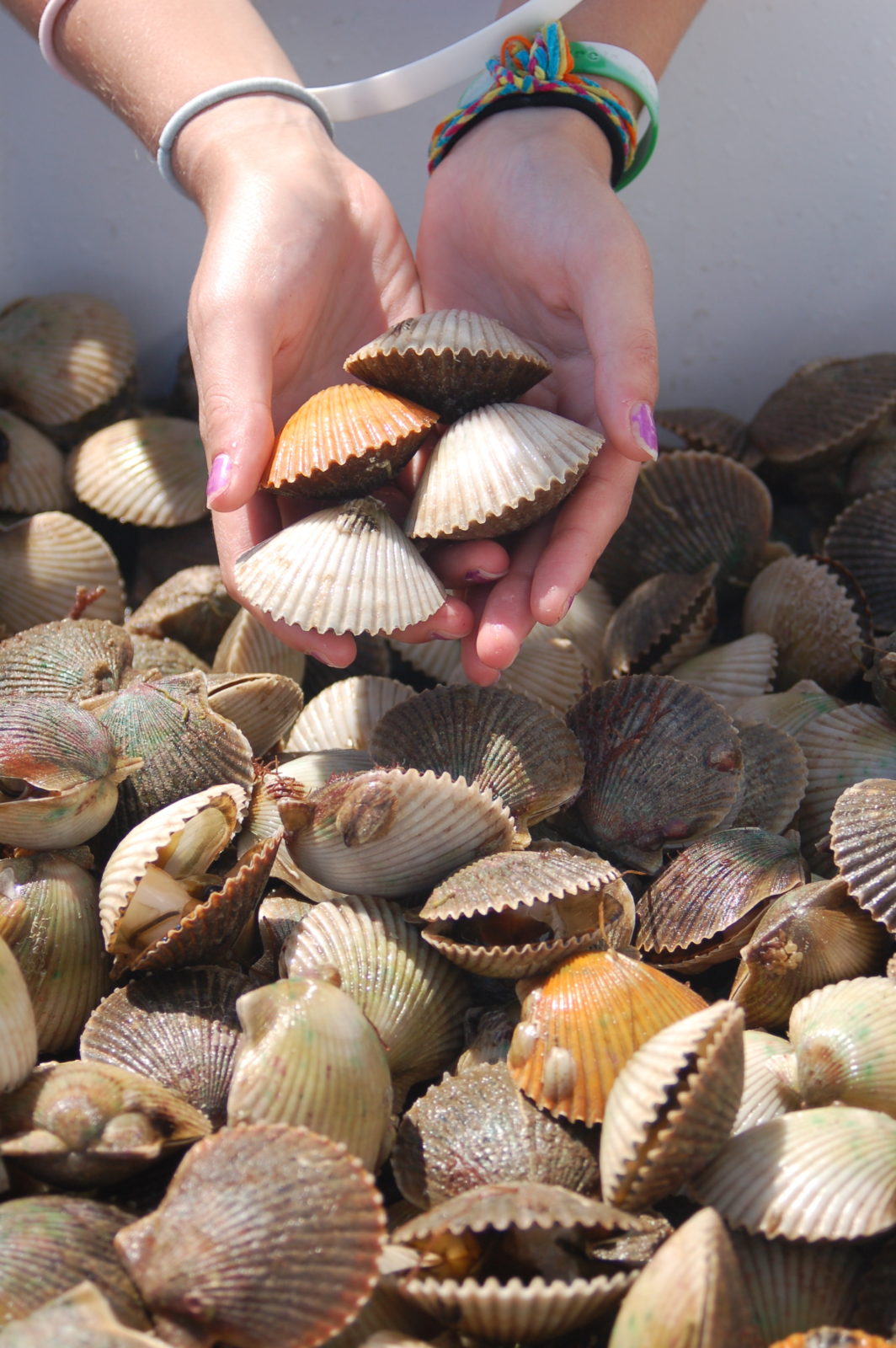 Treasure Hunting (for Bay Scallops!) in Taylor County, Florida Visit