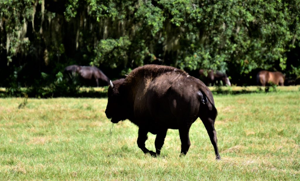 Wild Bison, and wild horses in the background