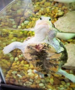 Small turtle in aquarium swimming right next to my camera lens.