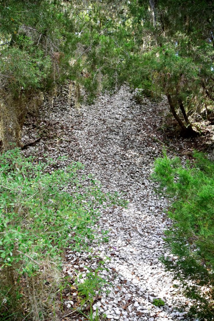 Closeup photo of shells on a steep hillside, mostly oyster shells.