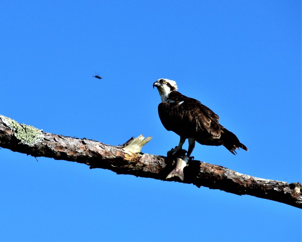 Osprey with fish dinner on branch, blue sky background being dive-bombed by a dragonfly