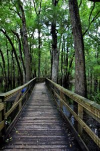 Boardwalk through cypress trees at clear blue springs