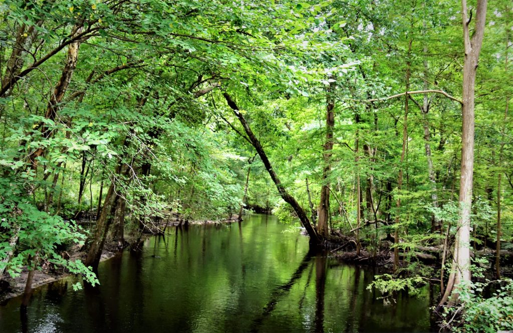 A stream in the cypress swamp