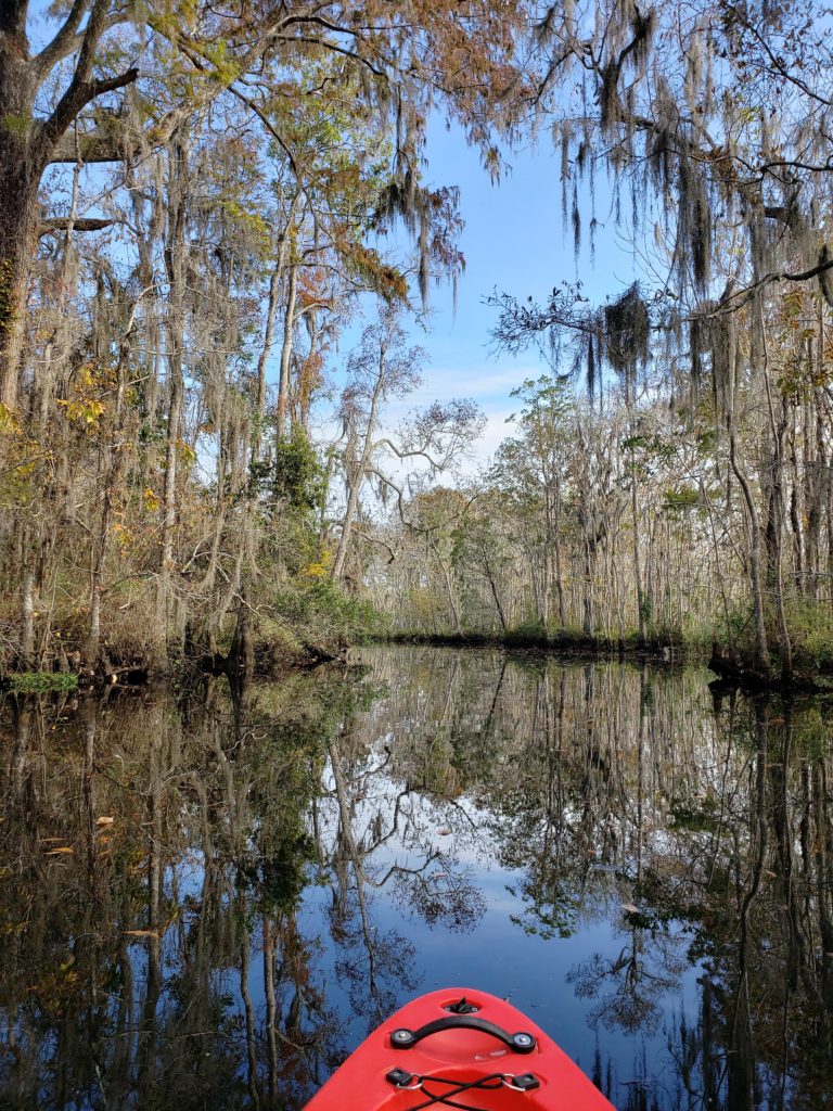 View of the Suwannee River from a kayak