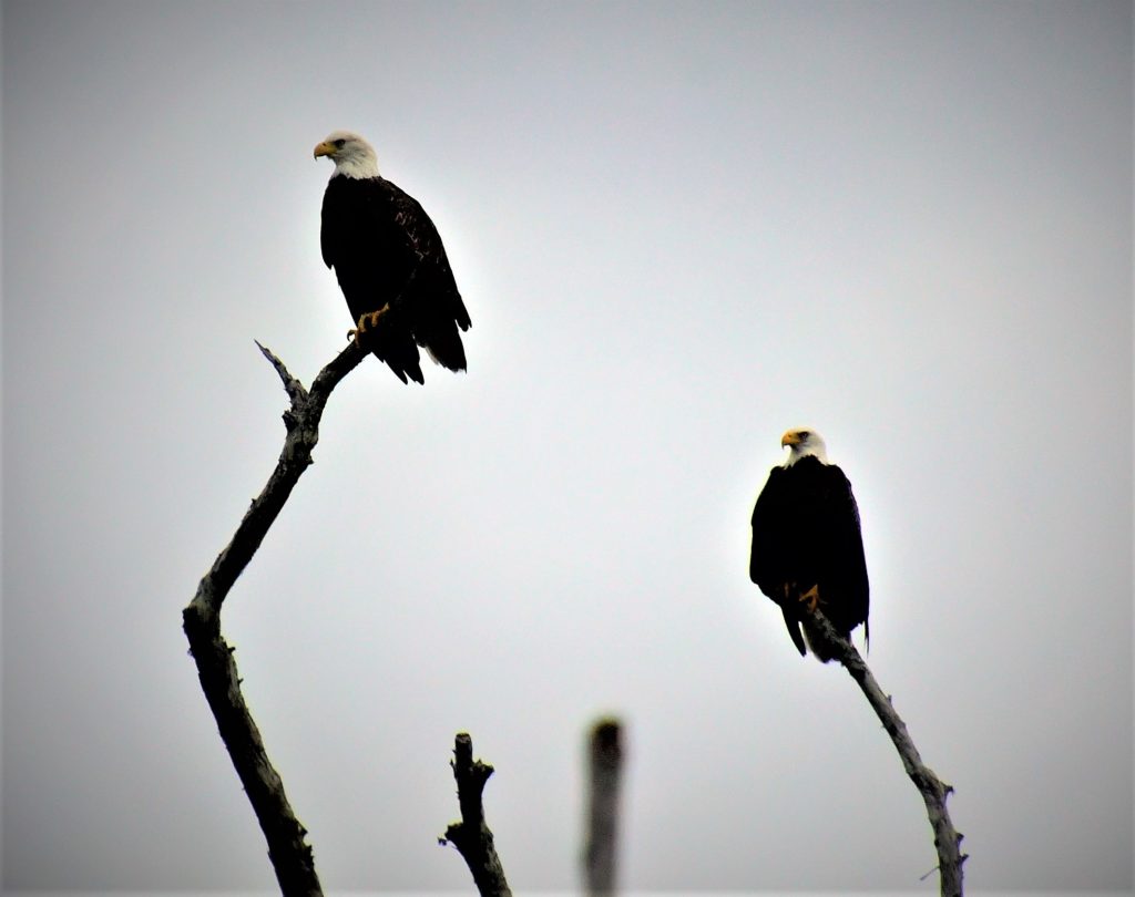 Two eagles in the top of a tree along the river