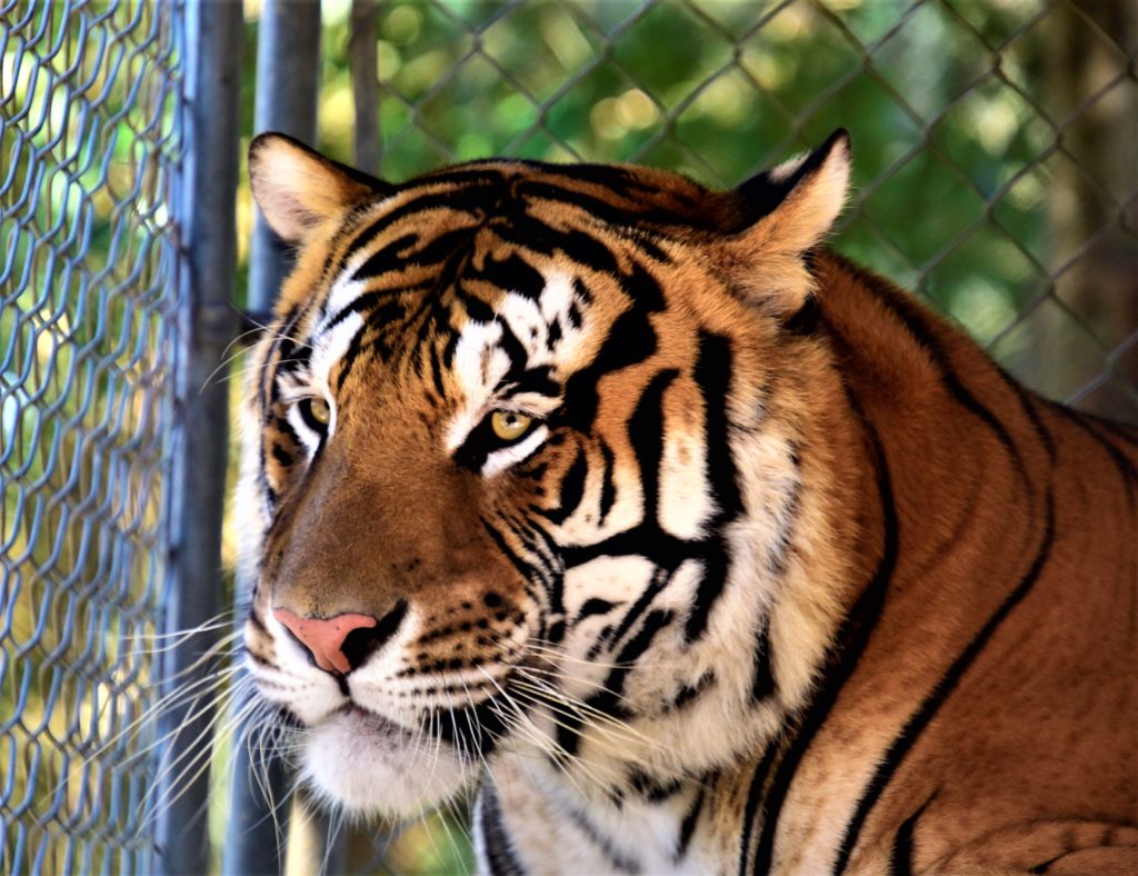 Close up of a beautiful tiger