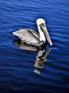 Pelican floating in the water