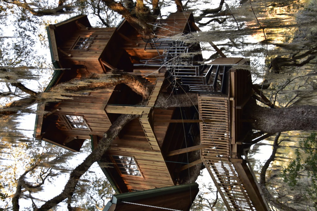 a multi-story tree house in an oak dripping in Spanish moss