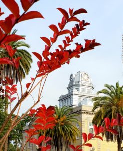 Dome of courthouse, with a clock in the top;  red leaves in the foreground and palms by the building