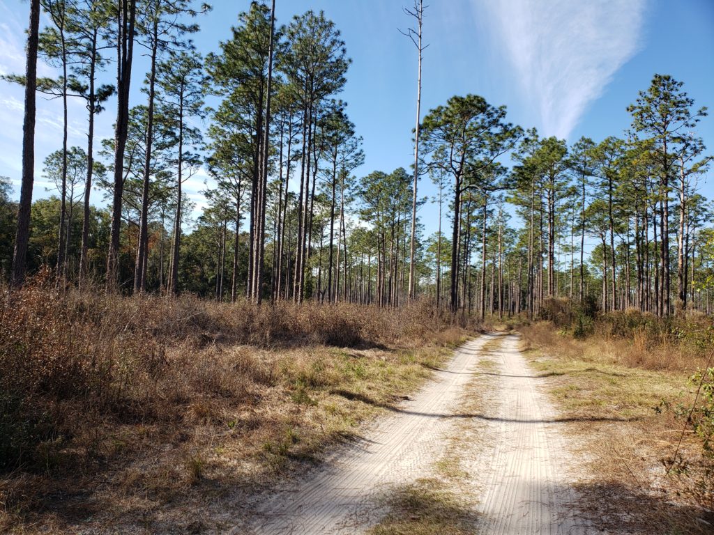 Wide trail through tall pines toward the Suwannee River