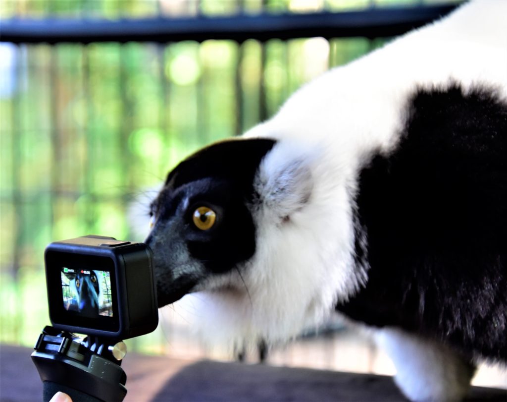 Lemur looking at my GoPro as if checking his picture